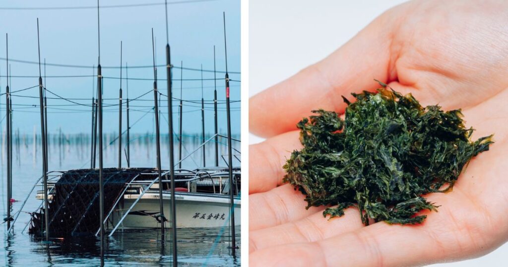 バラ干し海苔の保存方法と湿気対策。開封後は湿気と酸化を避け、チャックを閉めて乾燥剤と一緒に保管すると風味を保ちやすい