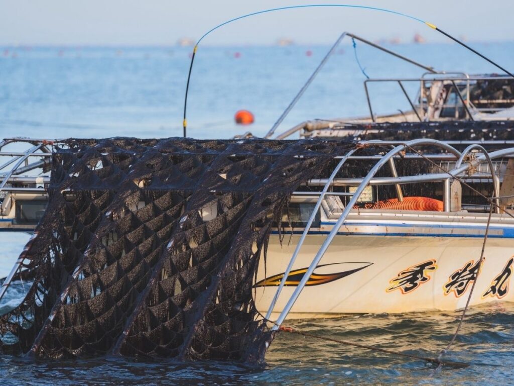 有明海で育つ海苔の様子。バラ干し海苔は有明海の環境と製法を活かし、海苔本来の香りと旨味を楽しめる食材